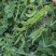 蓉香食荚豌荷兰豆种子无硬荚无鼓籽鲜嫩清香无硬荚无鼓籽蔬菜