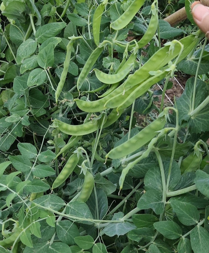 蓉香食荚豌荷兰豆种子无硬荚无鼓籽鲜嫩清香无硬荚无鼓籽蔬菜
