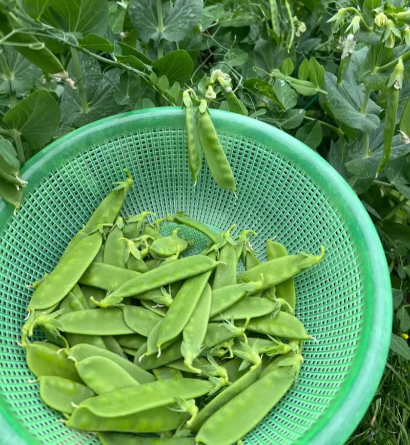 蓉香食荚豌荷兰豆种子无硬荚无鼓籽鲜嫩清香无硬荚无鼓籽蔬菜