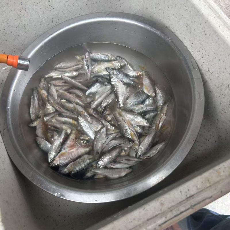 溪鱼