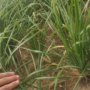 新鲜头茬韭菜要货电话联系我们