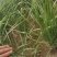 新鲜头茬韭菜要货电话联系我们