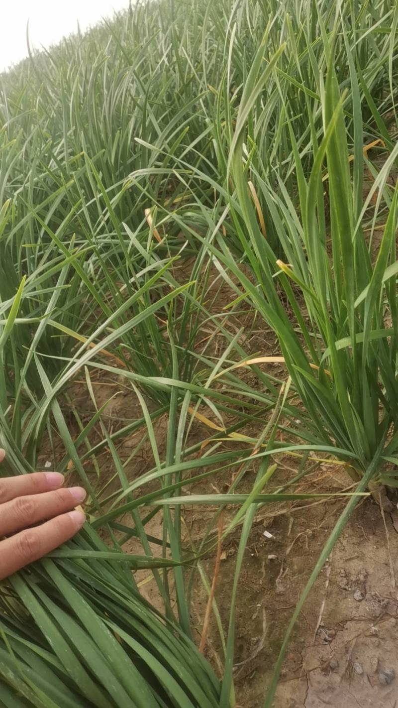 新鲜头茬韭菜要货电话联系我们