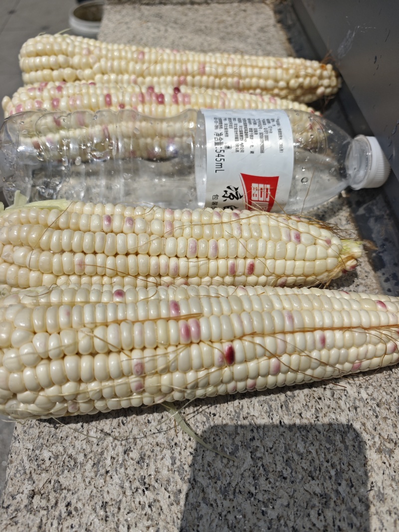 甜糯玉米，花甜糯玉米