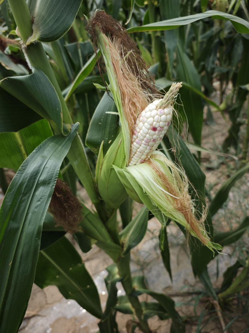 甜糯玉米，花甜糯玉米