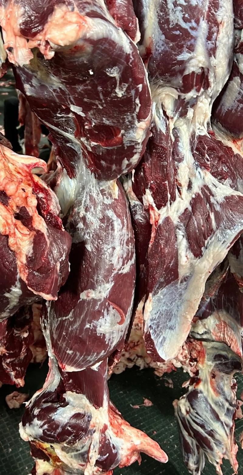 精品新疆散养土黄牛肉新鲜牛肉货源充足真空包装