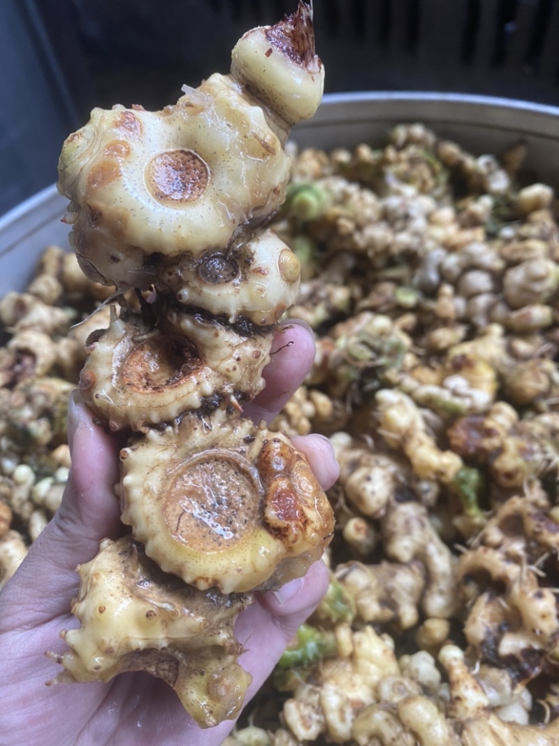 广西纯野生多花黄精九制足干货（正品保证）