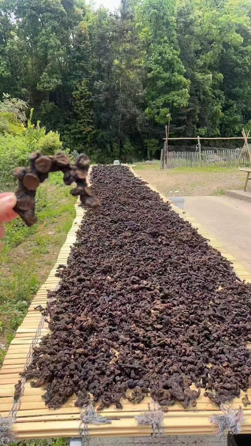 广西纯野生多花黄精九制足干货（正品保证）