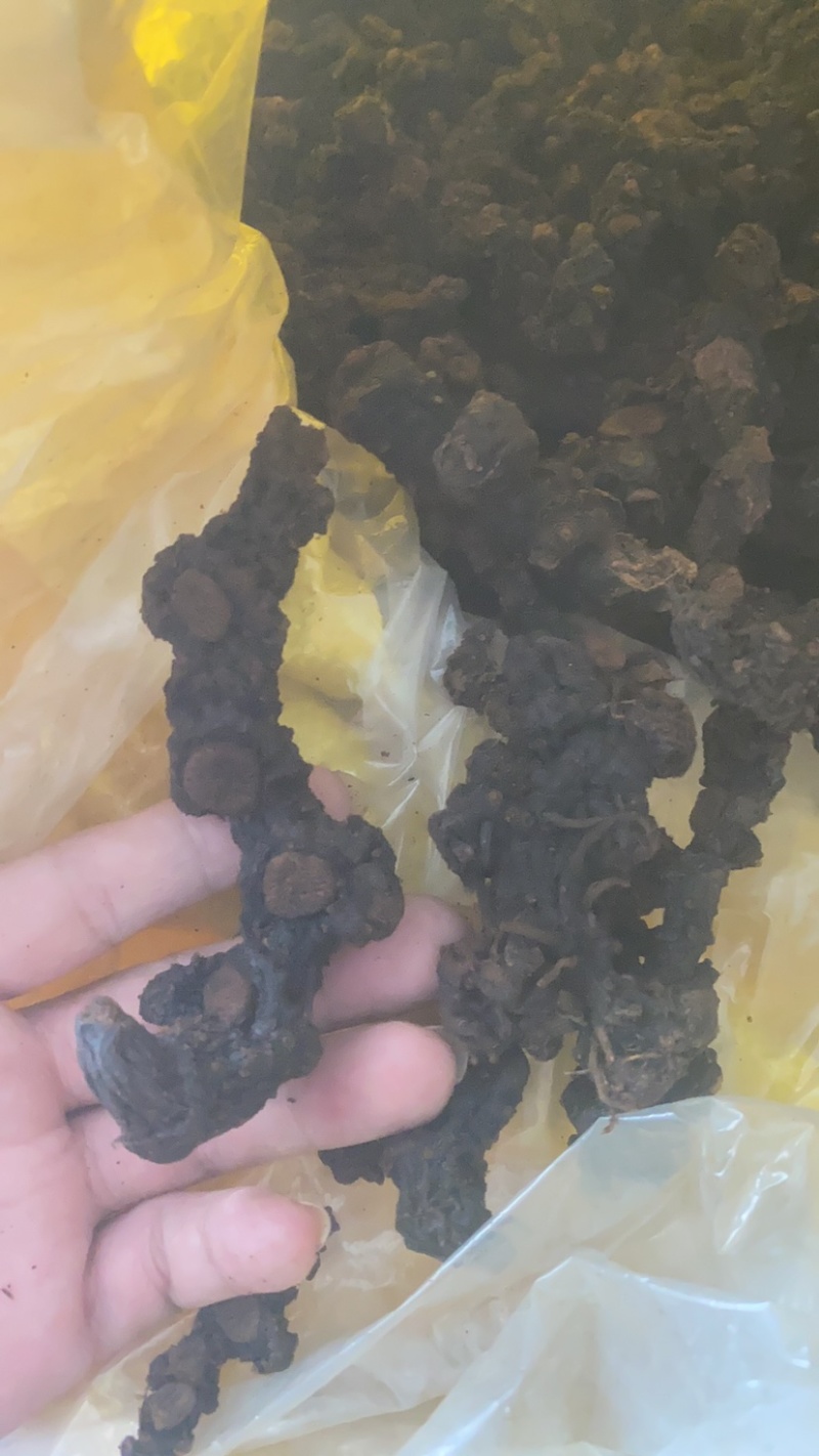 广西纯野生多花黄精九制足干货（正品保证）