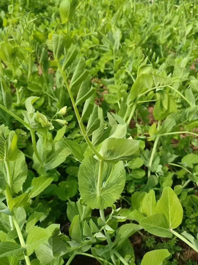 富星一号无须豌豆苗种子抗病高产耐寒绿荚白花豌豆籽