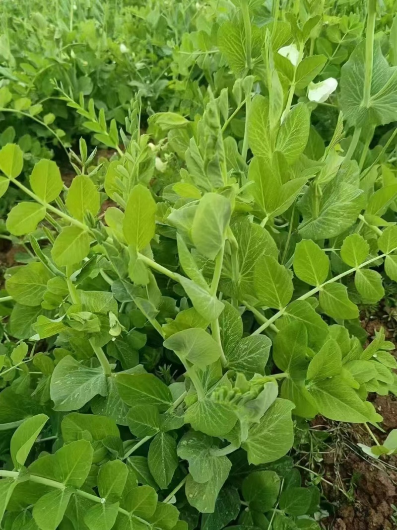 富星一号无须豌豆苗种子抗病高产耐寒绿荚白花豌豆籽