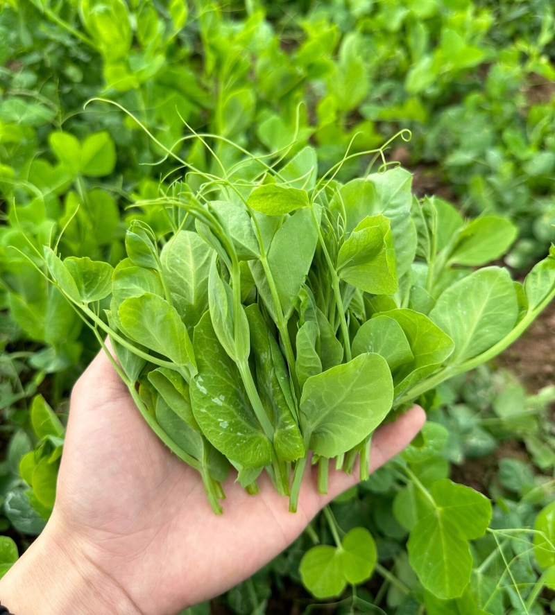 富星一号无须豌豆苗种子抗病高产耐寒绿荚白花豌豆籽