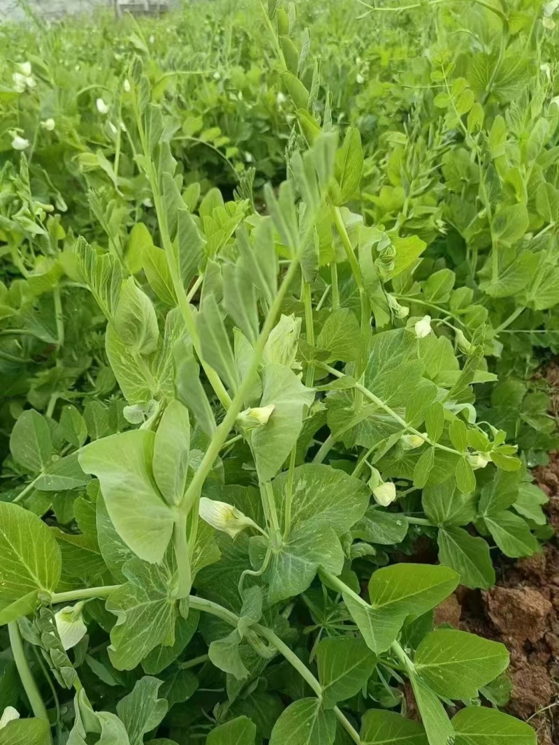 富星一号无须豌豆苗种子抗病高产耐寒绿荚白花豌豆籽