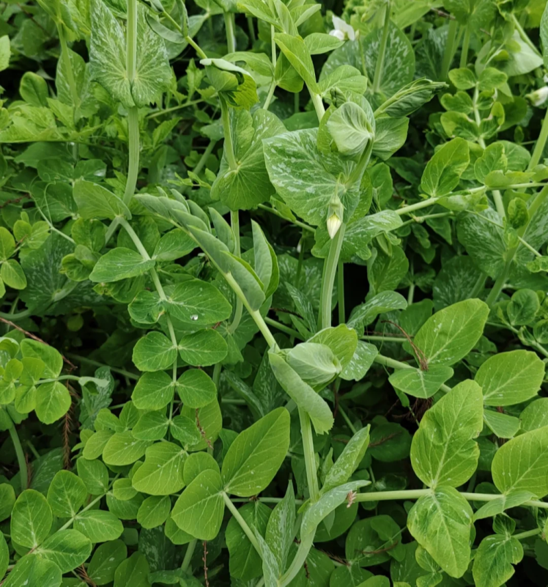 富星一号无须豌豆苗种子抗病高产耐寒绿荚白花豌豆籽