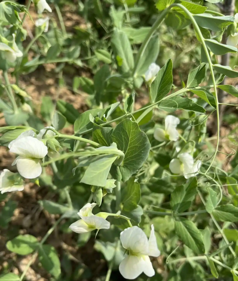 富星一号无须豌豆苗种子抗病高产耐寒绿荚白花豌豆籽