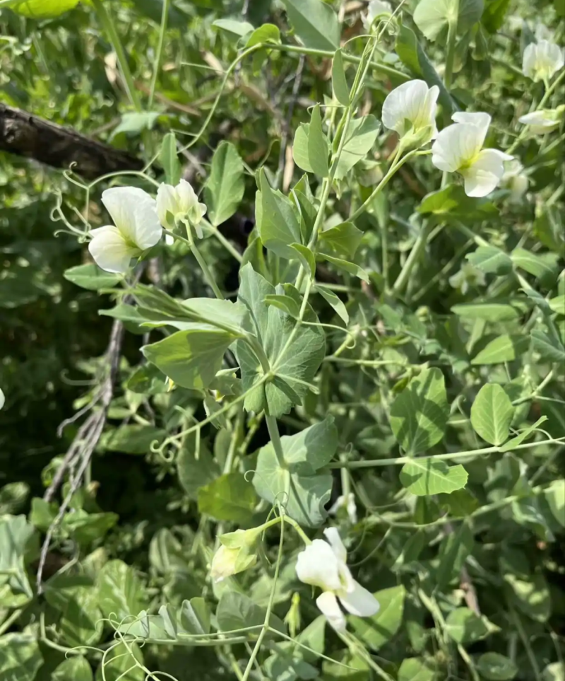富星一号无须豌豆苗种子抗病高产耐寒绿荚白花豌豆籽