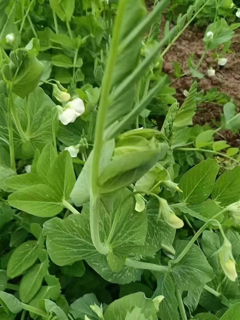 富星一号无须豌豆苗种子抗病高产耐寒绿荚白花豌豆籽