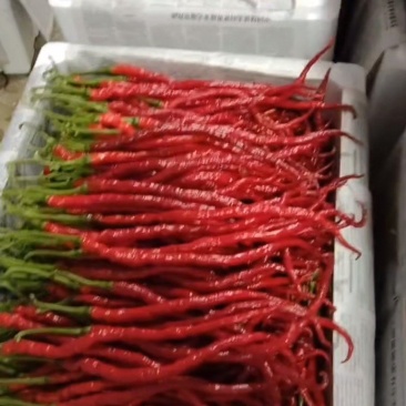 贵州鸡爪辣椒