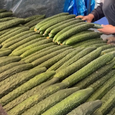 莘县黄瓜海量上市电商货专业供应质量保证对接全国发货