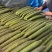 莘县黄瓜海量上市电商货专业供应质量保证对接全国发货