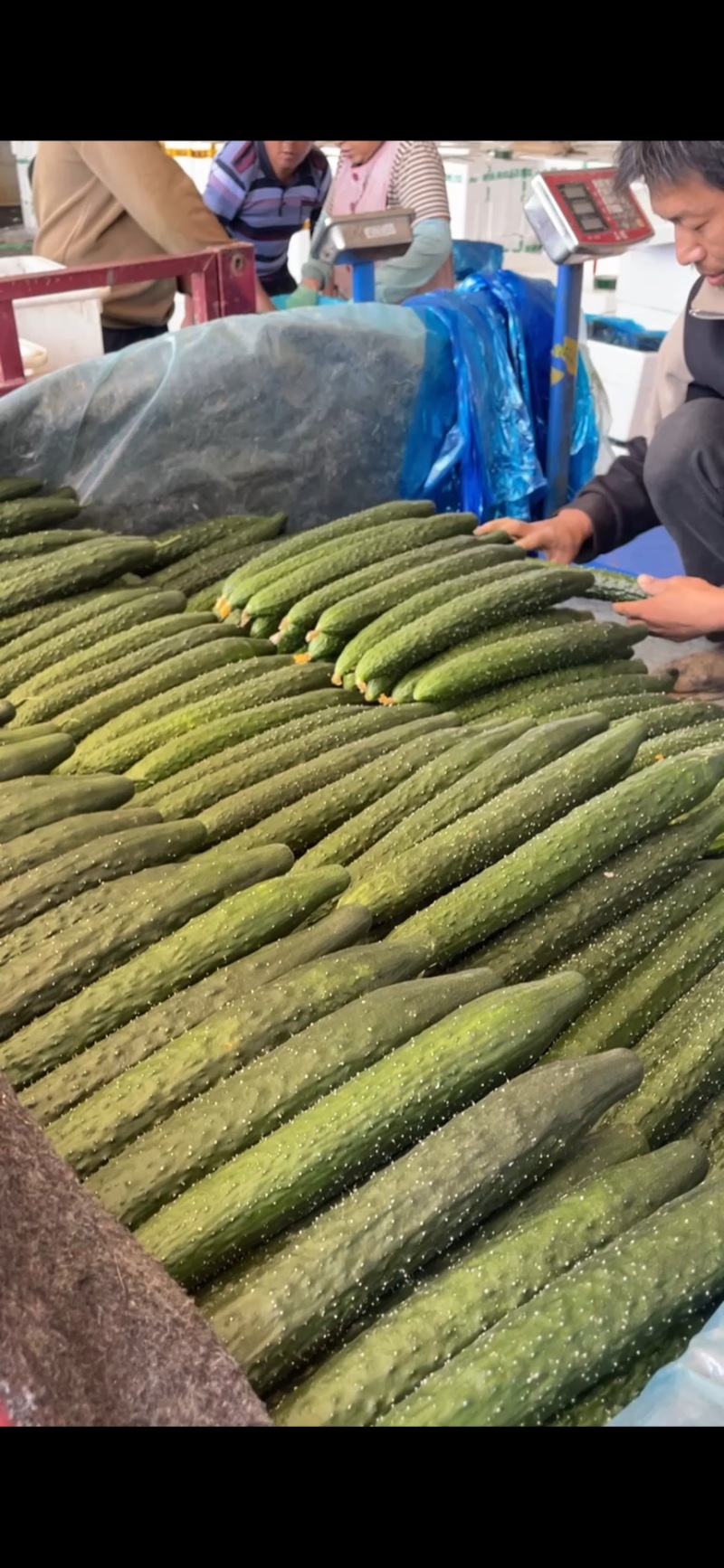 莘县黄瓜海量上市电商货专业供应质量保证对接全国发货