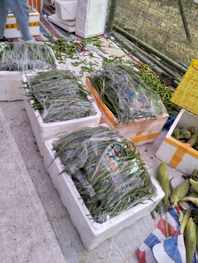 高山线椒大量有货薄皮