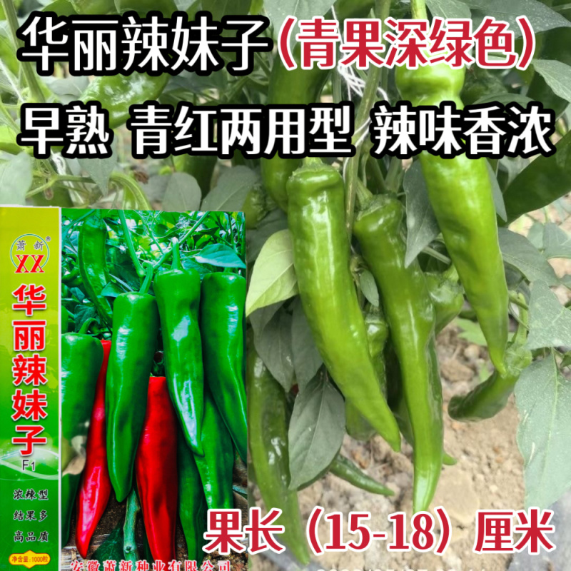 华丽辣妹子辣椒种子早熟干鲜青椒红椒高产正宗种籽辣味浓