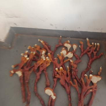 桂花旭日鹿茸菌种植中心