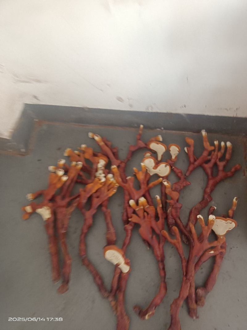 桂花旭日鹿茸菌种植中心