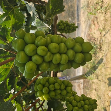 阳光玫瑰