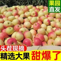 砀山红苹果红脆甜多汁