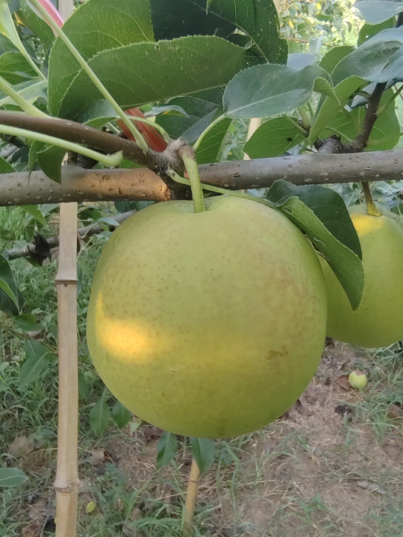 砀山霞脆蜜梨脆甜多汁