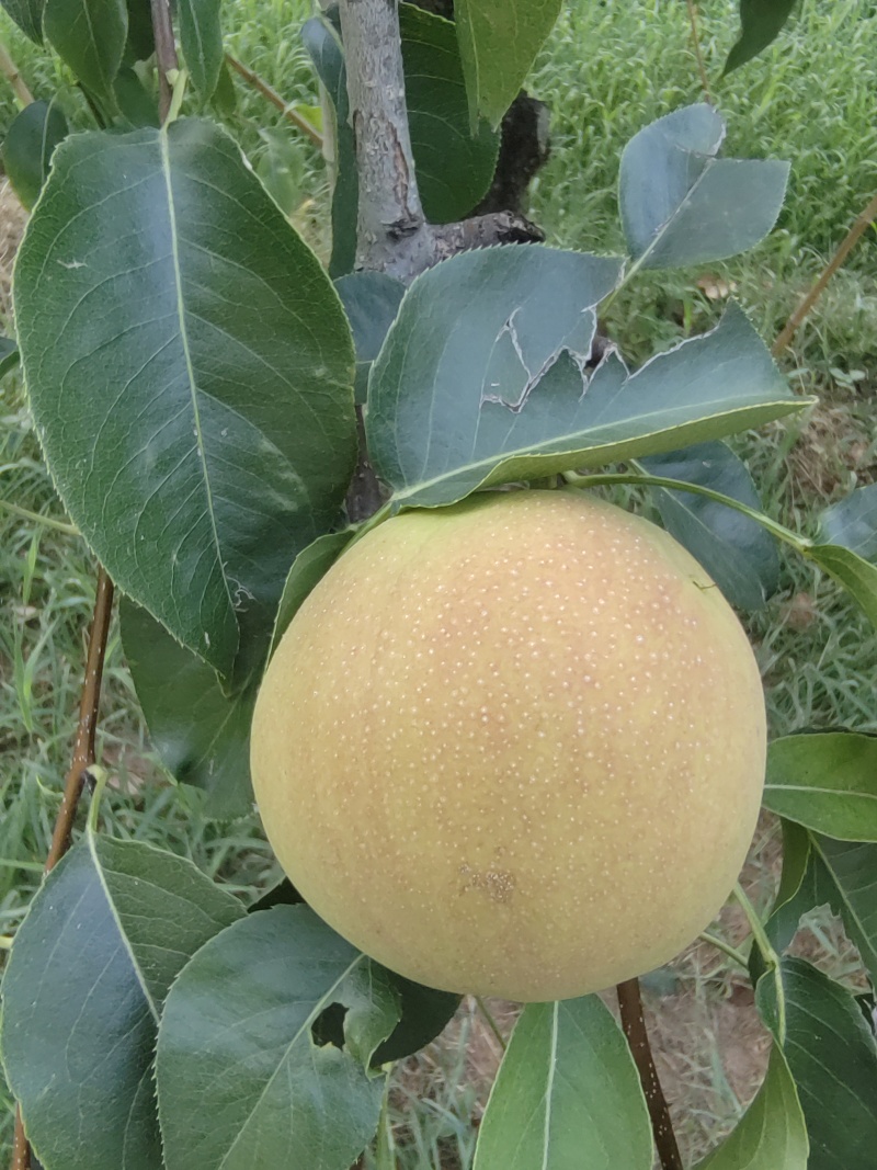 砀山霞脆蜜梨脆甜多汁