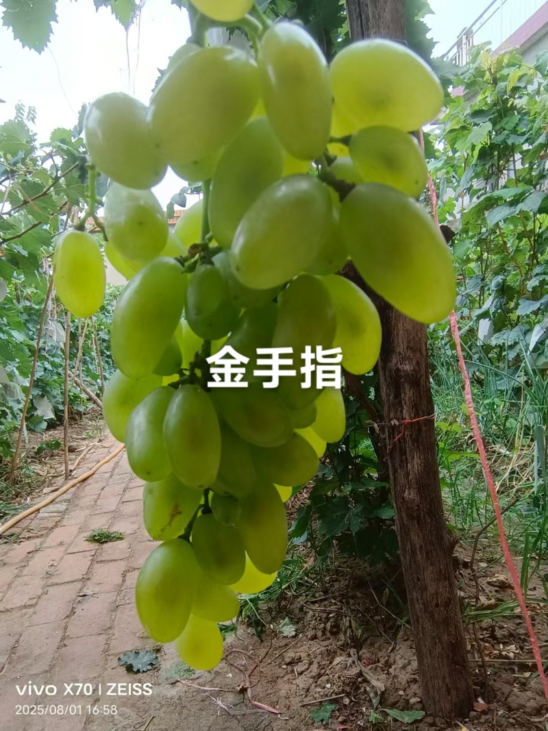 安徽界首市代桥镇葡萄园