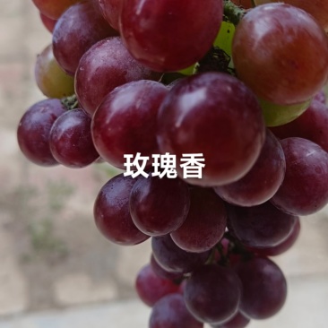 安徽界首市代桥镇葡萄园