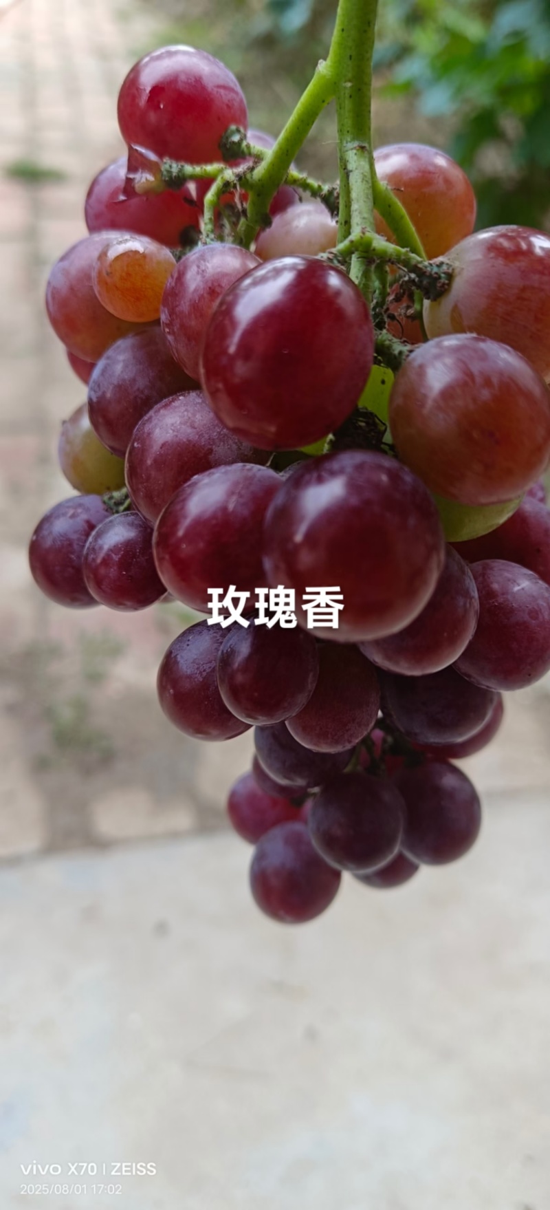 安徽界首市代桥镇葡萄园
