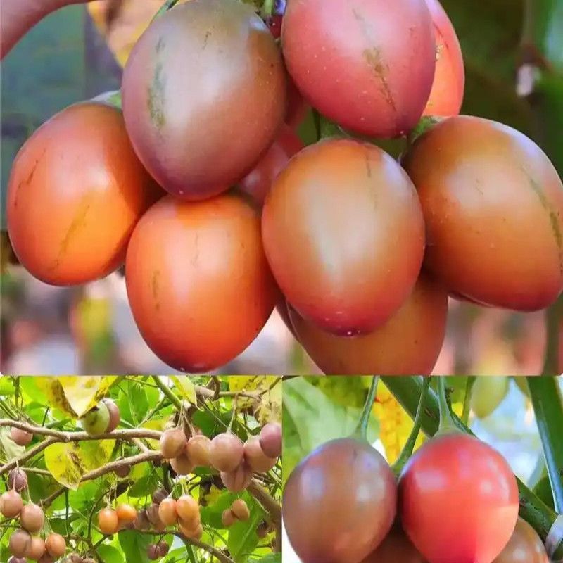 云南树番茄对接大树番茄电商一件代发