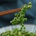 野生青花椒