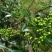 野生青花椒