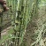 漳州黄皮甘蔗，青皮甘蔗.**漂亮无裂口