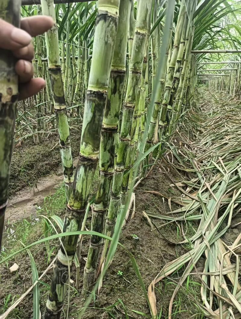 漳州黄皮甘蔗，青皮甘蔗.**漂亮无裂口