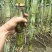 漳州黄皮甘蔗，青皮甘蔗.**漂亮无裂口