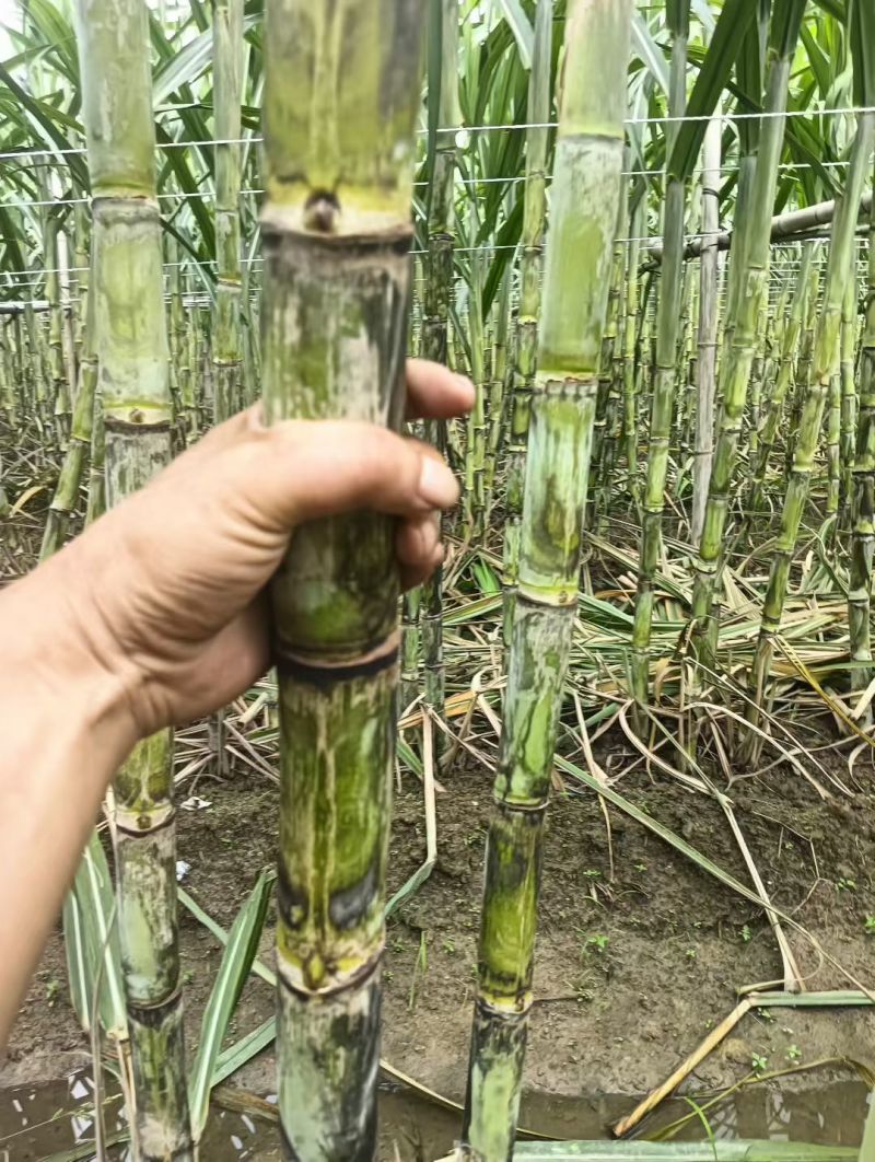 漳州黄皮甘蔗，青皮甘蔗.**漂亮无裂口