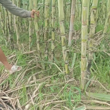 漳州黄皮甘蔗，青皮甘蔗.**漂亮无裂口