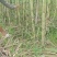 漳州黄皮甘蔗，青皮甘蔗.**漂亮无裂口