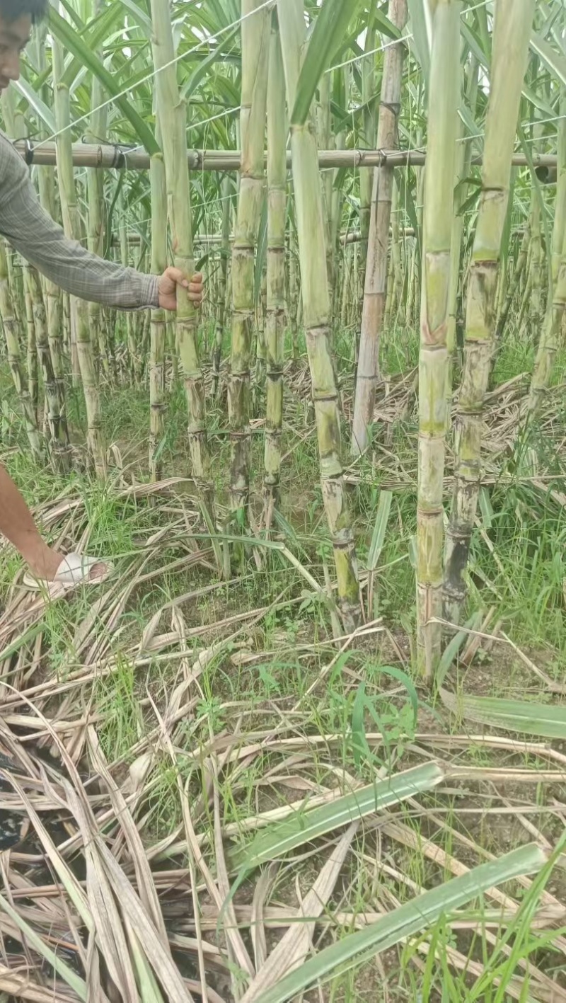 漳州黄皮甘蔗，青皮甘蔗.**漂亮无裂口