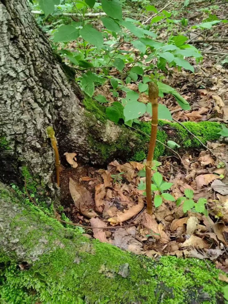 野生天麻，原产地发货，各种规格都有，可以大量供货