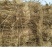 治沙草:产地东北吉林市、草长度80cm以上