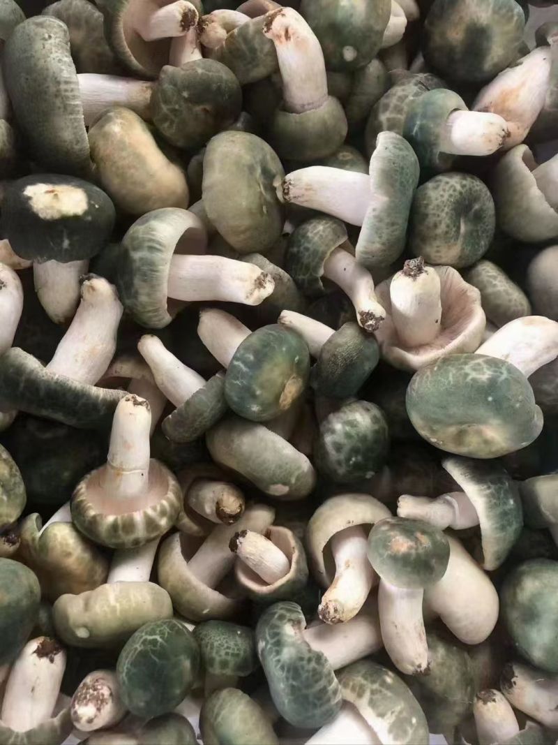 野生蘑菇