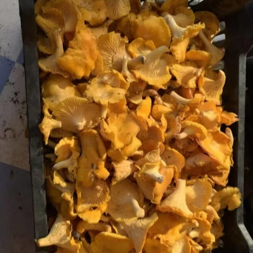 野生蘑菇